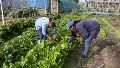 Los biopreparados son productos elaborados de origen vegetal para aplicar en la huerta.