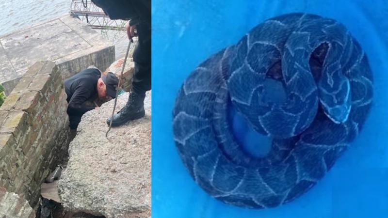 El operativo logró sacar la serpiente del parque (URII).