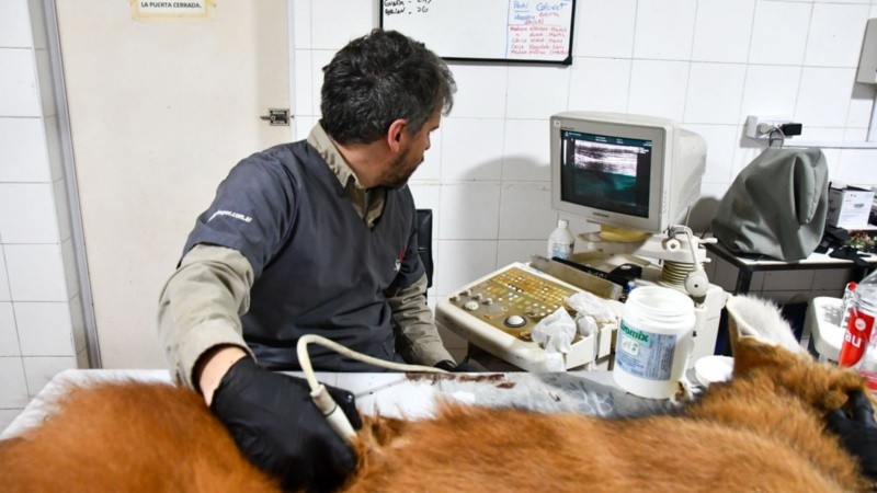 Le realizaron estudios clínicos y sanitarios correspondientes.