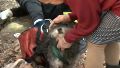 El perrito rescatado en barrio Tablada.