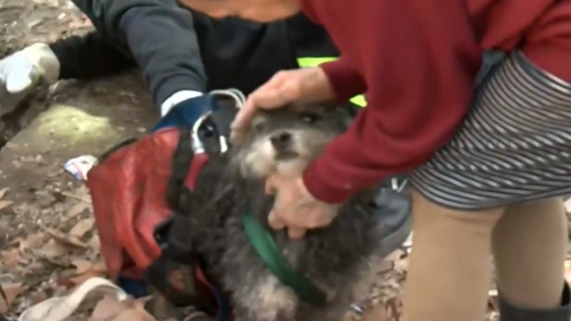 El perrito rescatado en barrio Tablada.