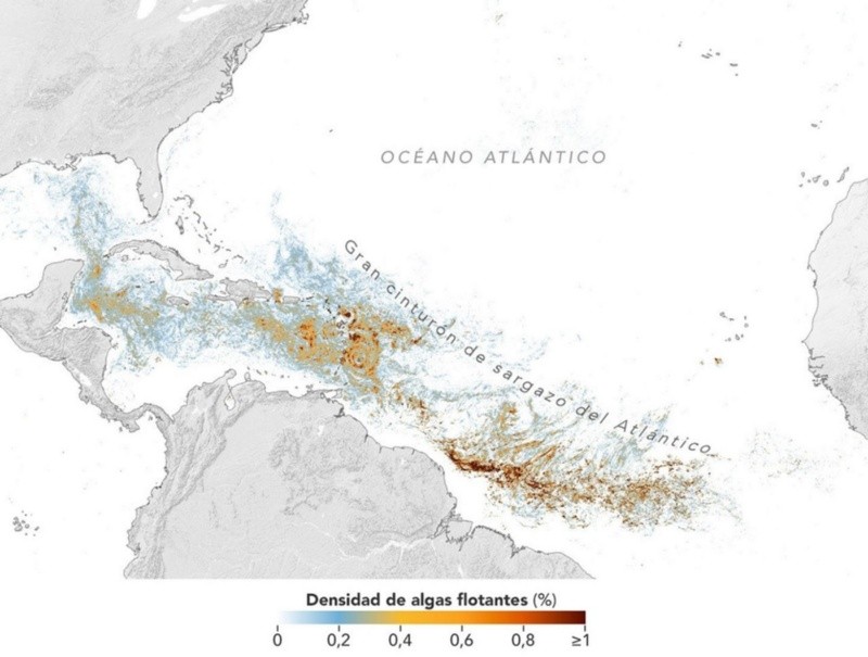 &nbsp;Mapa basado en datos de la Nasa que muestra una alta concentración de sargazo en el Atlántico tropical en junio de 2026.