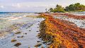 El sargazo se sigue expandiendo en las aguas del Atlántico y afecta principalmente a las costas del Caribe.