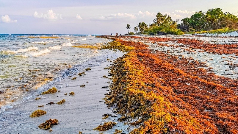 El sargazo se sigue expandiendo en las aguas del Atlántico y afecta principalmente a las costas del Caribe.