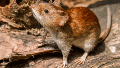 Aislaron en España a un argentino tras confirmar un caso de hantavirus Andes.