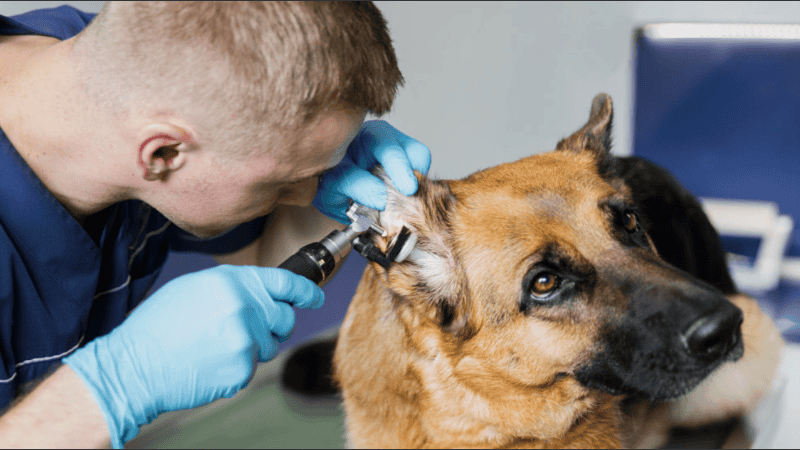Cada 6 de agosto se destaca la labor de quienes trabajan en la prevención, el diagnóstico y el tratamiento de enfermedades en los animales.
