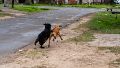 El Concejo abordó el tema de perros y gatos con organizaciones especializadas (Archivo/Rosario3).