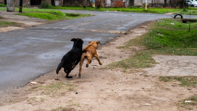 El Concejo abordó el tema de perros y gatos con organizaciones especializadas (Archivo/Rosario3).