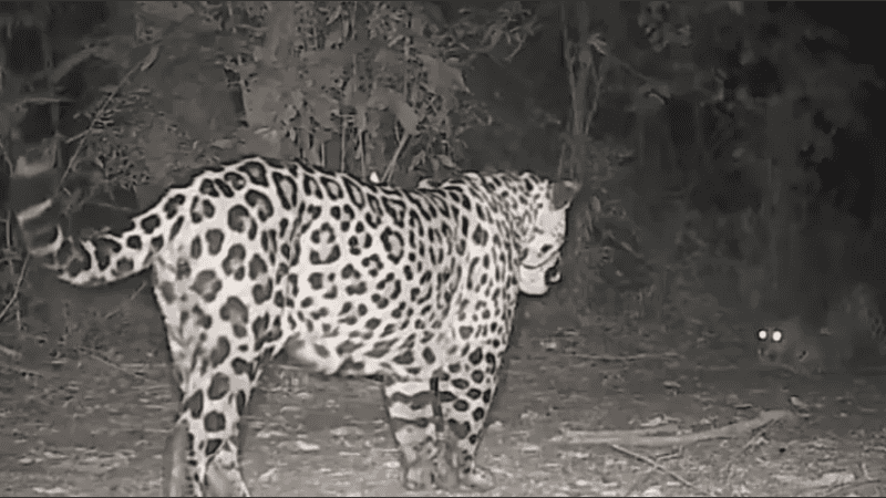 En una especie que pelea día a día contra la extinción.