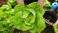La lechuga genéticamente modificada puede producir mioglobina, una proteína animal clave para elaborar sustitutos de carne.