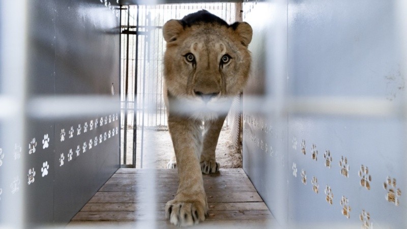Diecisiete tigres y 13 leones tendrán una vida mejor. (EFE/Four Paws)