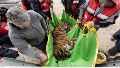 Despliegan operativo para enviar 30 grandes felinos desde Argentina a EE.UU. y Sudáfrica