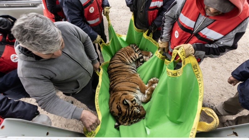 Diecisiete tigres y 13 leones tendrán una vida mejor. (EFE/Four Paws)