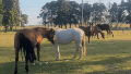 "Todas las familias estaban muy preocupadas, los caballos son nuestro lugar seguro".