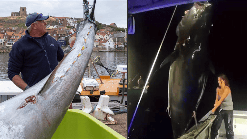 Detrás del fenómeno, dos claves: el mar británico está 5°C más cálido y la pesca está limitada a solo 120 toneladas al año.