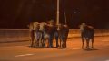 Se procedió al secuestro de los dos vehículos y a la aprehensión de cinco hombres.