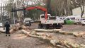 Los trabajos para retirar el árbol (Captura El Tres)