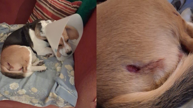 El perro sufrió una profunda mordedura en un muslo.