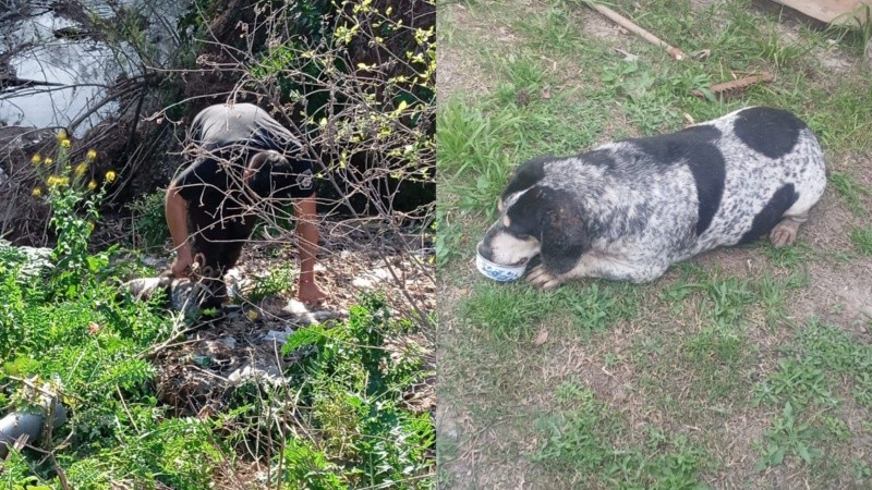 Agentes policiales lograron rescatar al perro.