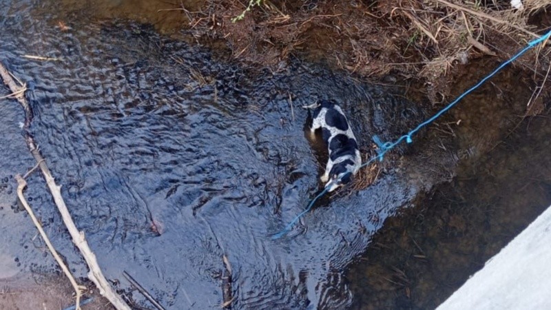 El perro, de pelaje blanco y negro, tenía heridas superficiales y había caído al canal.