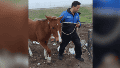 Rescataron a dos de los cinco caballos sueltos en Oroño y Circunvalación