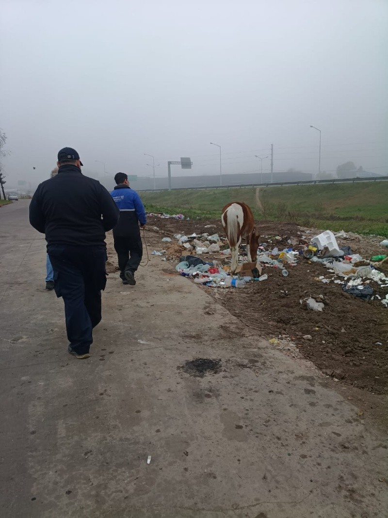 La intervención del personal del área municipal de Control Urbano.&nbsp;