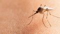 Los mosquitos Aedes albifasciatus poblaron la ciudad en medio de las bajas temperaturas y la humedad en alza.