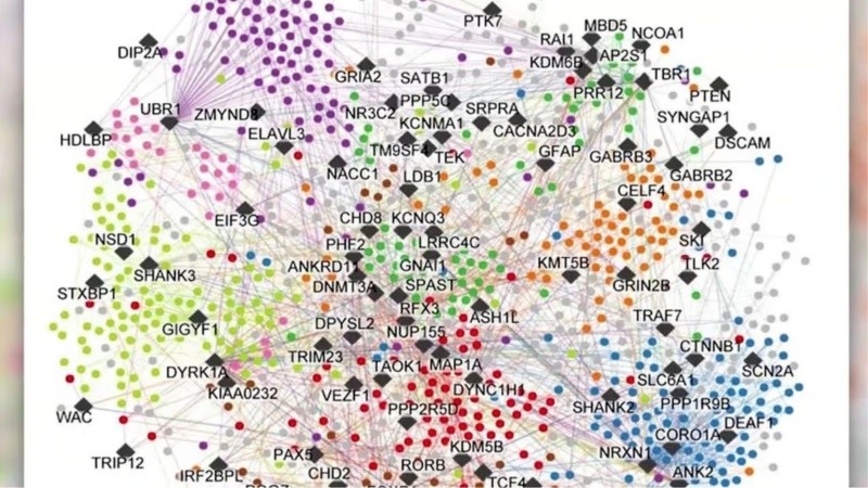 Un nuevo estudio identificó más de 1.800 interacciones entre proteínas vinculadas con cien genes de riesgo.