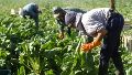 Trabajadores rurales advierten que hay 120 mil puestos laborales en riesgo por el vencimiento de un decreto nacional.