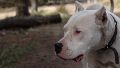 Un niño y una niña de dos años murieron tras ser atacados por perros en Córdoba.