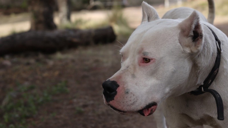 Un niño y una niña de dos años murieron tras ser atacados por perros en Córdoba.
