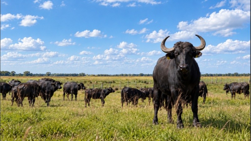El búfalo, una presencia que irá ganando terreno en los campos santafesinos.