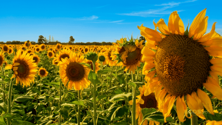 Presentación de Vulcarus® en el marco de Malezas 2026: nueva biotecnología para garantizar el desarrollo inicial libre de malezas en lotes de girasol.