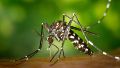 Científicos del Conicet trabajan en la creación de una vacuna que genere anticuerpos contra el Aedes aegypti.