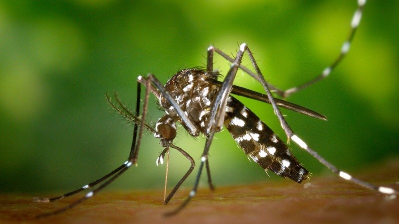 Científicos del Conicet trabajan en la creación de una vacuna que genere anticuerpos contra el mosquito del dengue.