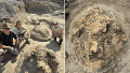 Las primeras huellas de un T. rex adulto, descubiertas por científicos del Museo de Naturaleza y Ciencia de Denver.