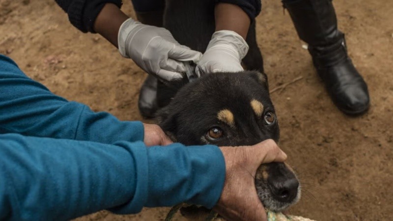 El país lleva más de cinco décadas sin registrar casos humanos de rabia transmitida por perros.