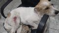 El animal fue herido en una de sus patas.