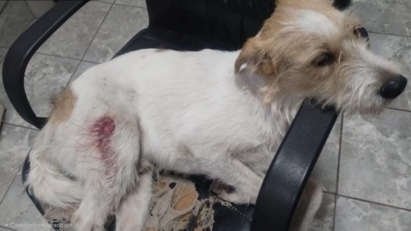 El animal fue herido en una de sus patas.
