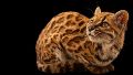 El Leopardus tilcayo fue identificado mediante el análisis de ADN de ejemplares históricos conservados en museos y de muestras de animales vivos.