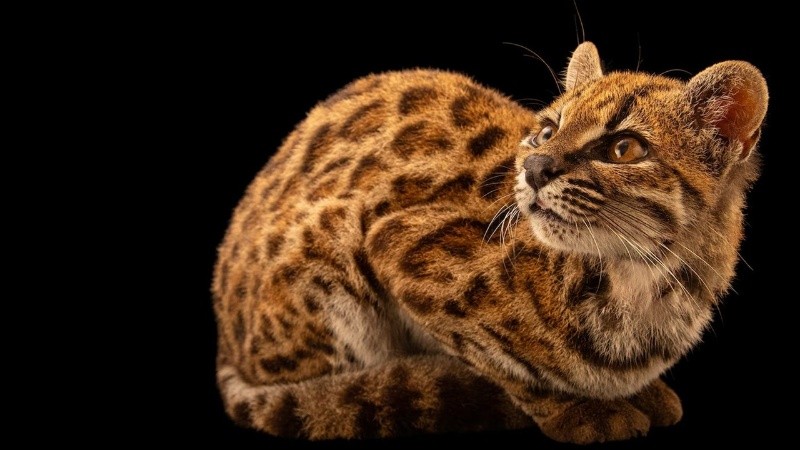 El Leopardus tilcayo
