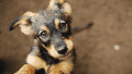 Cada 23 de septiembre se recuerda el Día Mundial del Perro Adoptado.