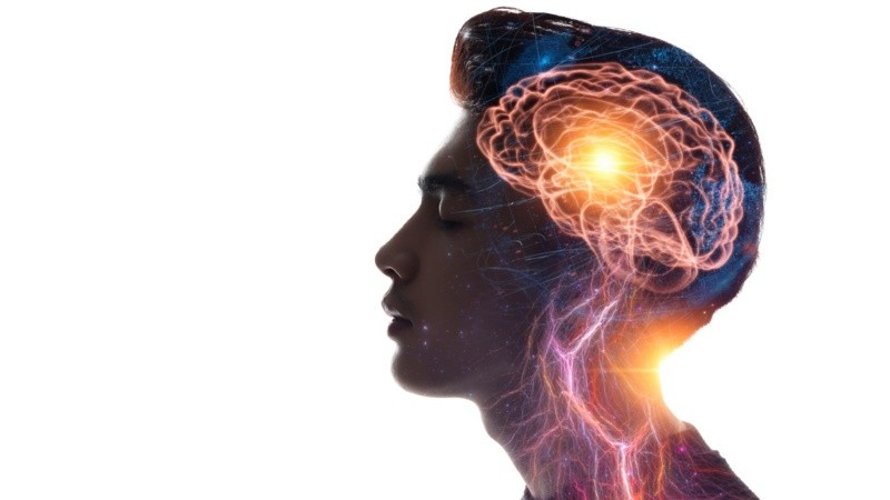 El cerebro humano está en permanente transformación.
