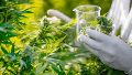 La Universidad Nacional de Rosario (UNR) será sede del 1º Congreso Internacional y 4º Congreso Argentino de Cannabis y Salud, que se desarrollará los días 7, 8 y 9 de octubre.
