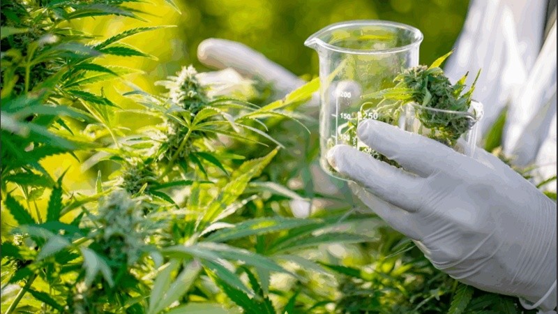 La Universidad Nacional de Rosario (UNR) será sede del 1º Congreso Internacional y 4º Congreso Argentino de Cannabis y Salud, que se desarrollará los días 7, 8 y 9 de octubre.
