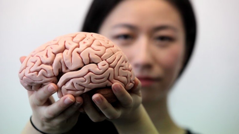 Nueve estudios publicados por revistas del grupo Nature analizaron millones de células cerebrales de casi 1.500 personas.
