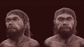 Piel oscura, barba tupida y ojos hundidos: así se ve el rostro del humano más antiguo.