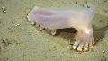 Un equinodermo de aguas profundas. (Schmidt Ocean Institute)