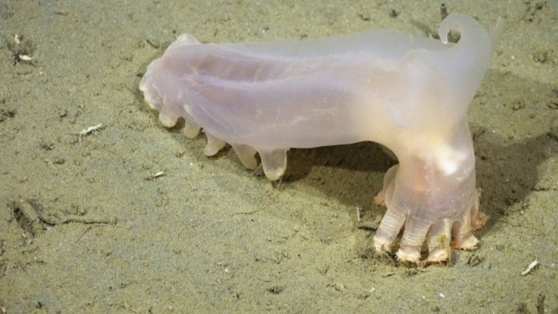 Un equinodermo de aguas profundas. (Schmidt Ocean Institute)