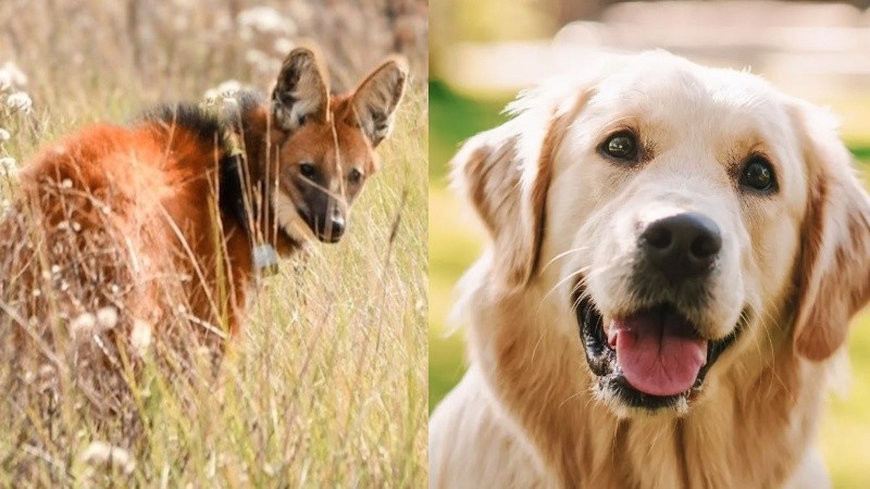 El aguará guazú es una especia amenazada. El perro, uno de los animales de compañía más elegidos.